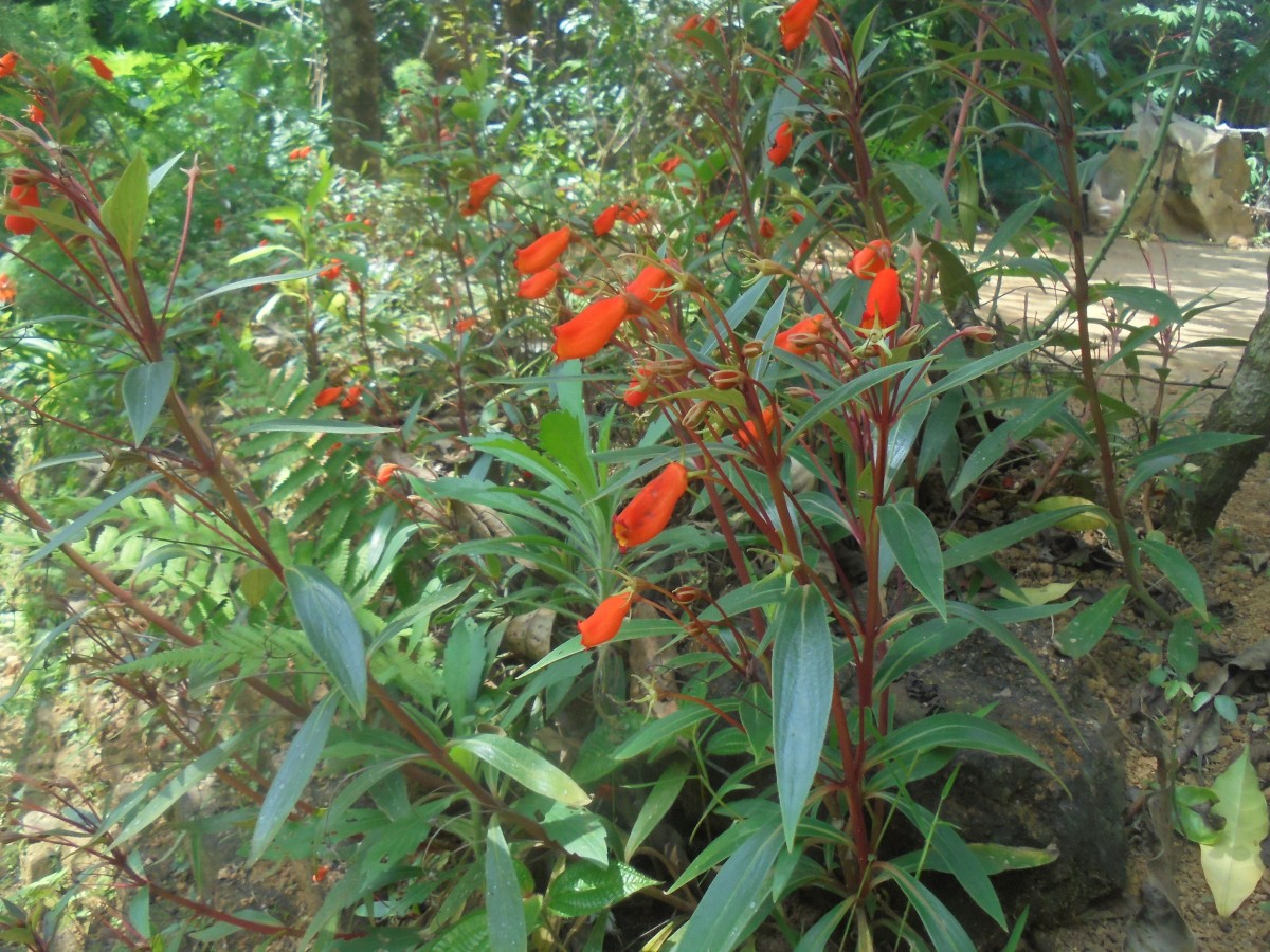 Seemannia sylvatica (Kunth) Hanst.